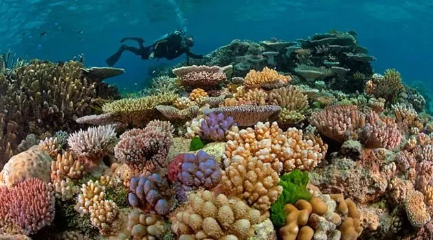 Das Great Barrier Reef zeigt seine beeindruckende, aber zunehmend brüchige Schönheit unter Wasser.