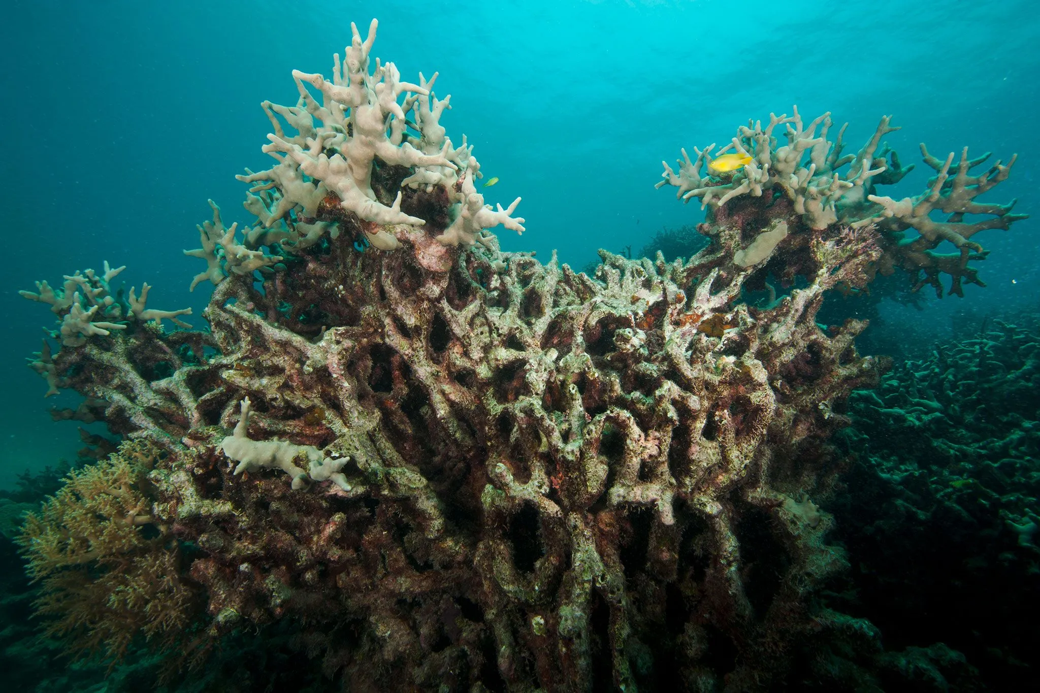 Gebleichte Korallen am Great Barrier Reef, ein alarmierendes Zeichen für die Umweltverschmutzung.