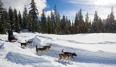 Pferdeschlittenfahrt durch eine verschneite Winterlandschaft mit Fichten