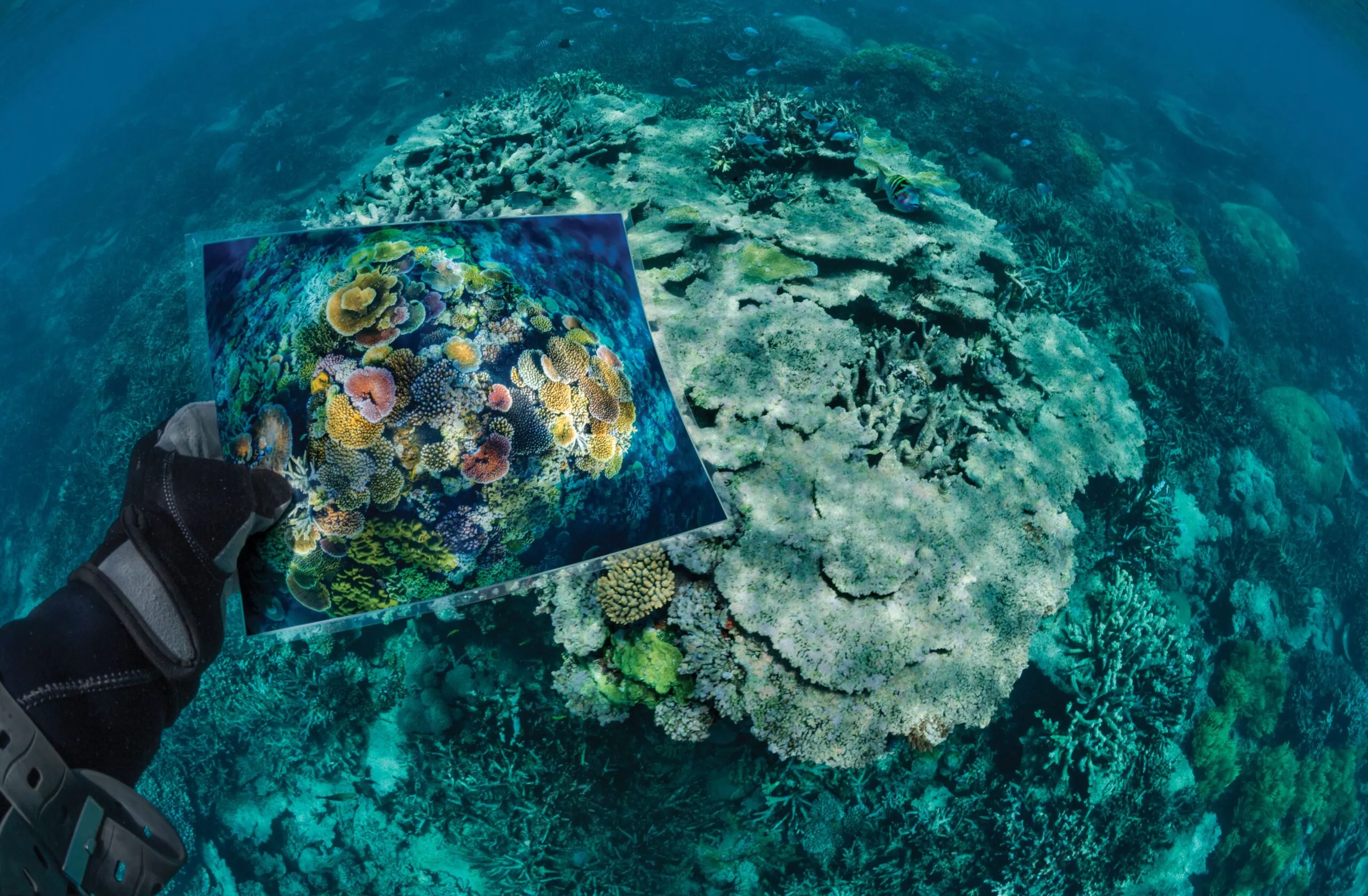 Taucher im Great Barrier Reef, die sich für den Schutz und die Rettung der Korallen einsetzen.