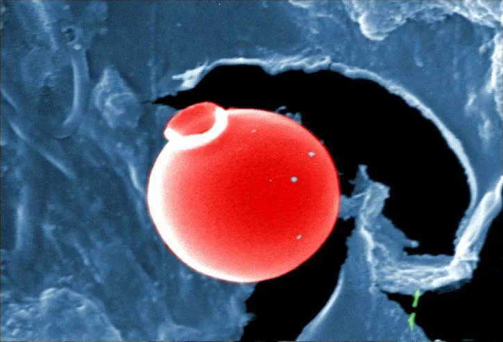 Algen und Protozoen im verschmutzten Wasser