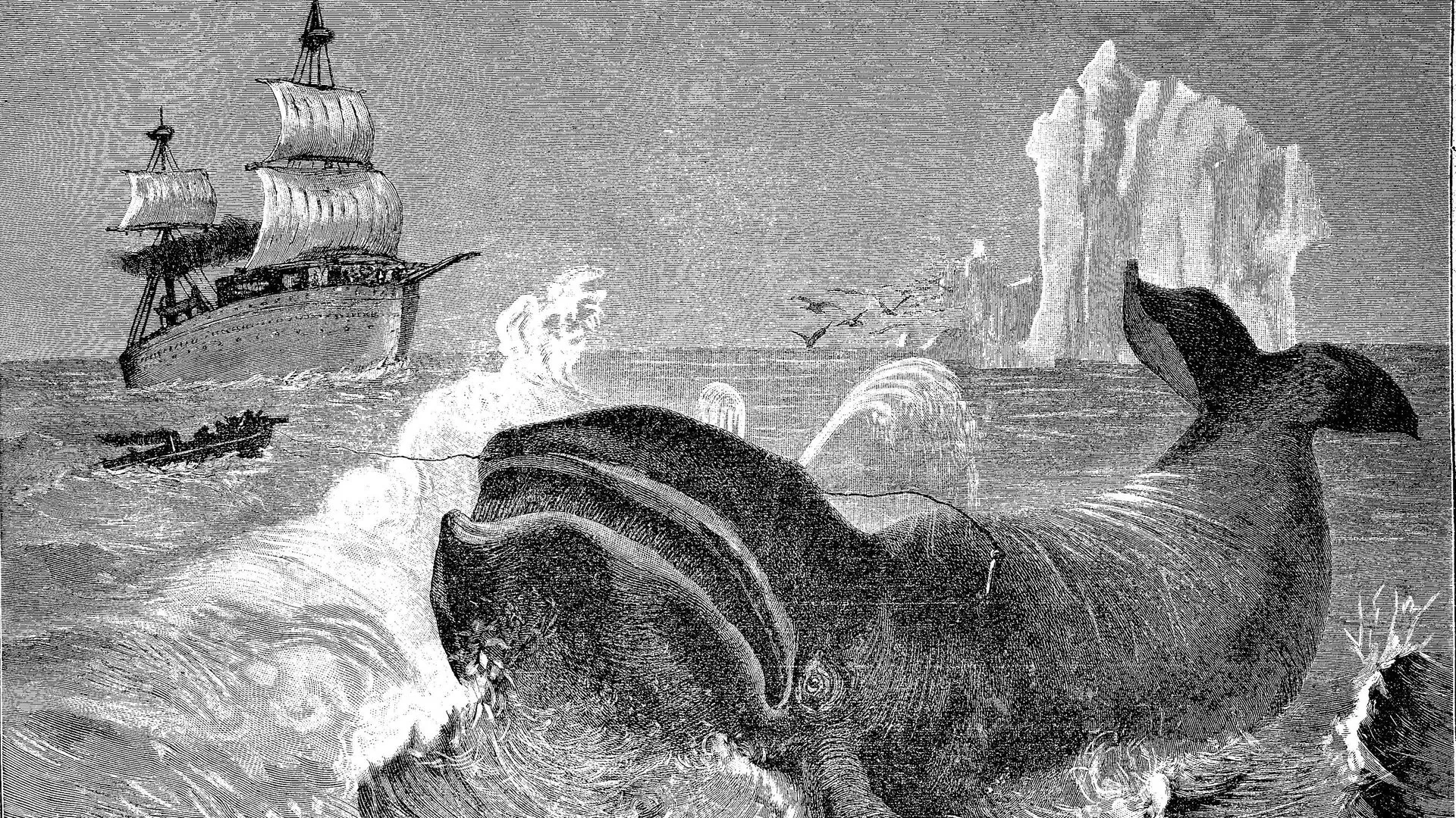 Alte Zeichnung eines Walfangs mit dem Boot.