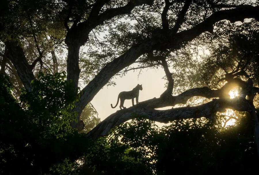 Botswana Okavango Delta Safari Leopard