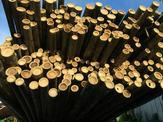 Frisch geerntete Bambusstangen