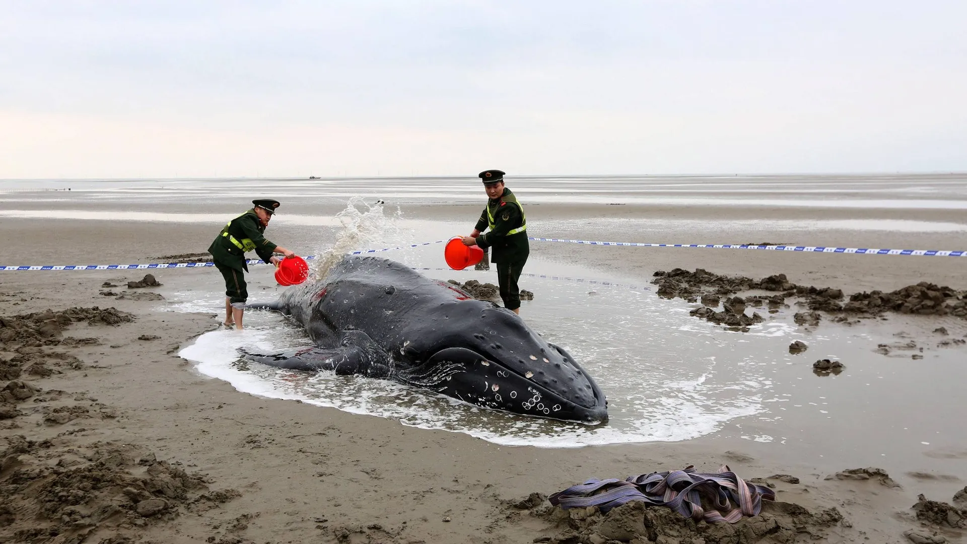 Polizisten helfen einem gestrandeten Buckelwal, indem sie ihn mit Eimern voller Wasser übergießen.