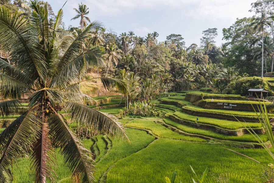 Tegallalang Reisterrassen Ubud Bali