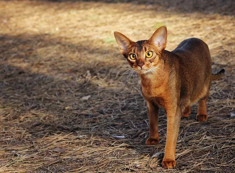 Abessinier Katze mit Wildfarbenem Fell und dem charakteristischen Ticking
