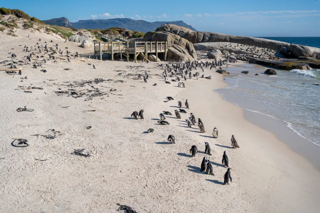 Afrikanische Pinguine am Boulders Beach in Simon’s Town, ein beliebtes Highlight für Garden Route Reisetipps