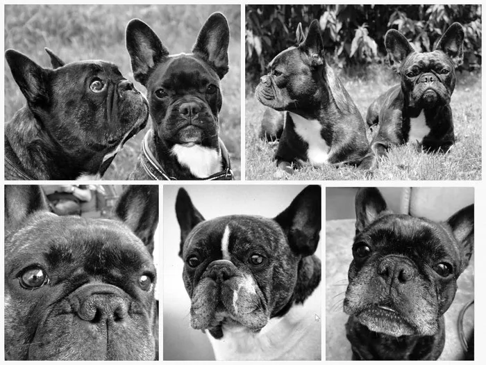 Aktiver Französischer Bulldogge auf einem Feld, Symbol für Lebensfreude und Bewegung