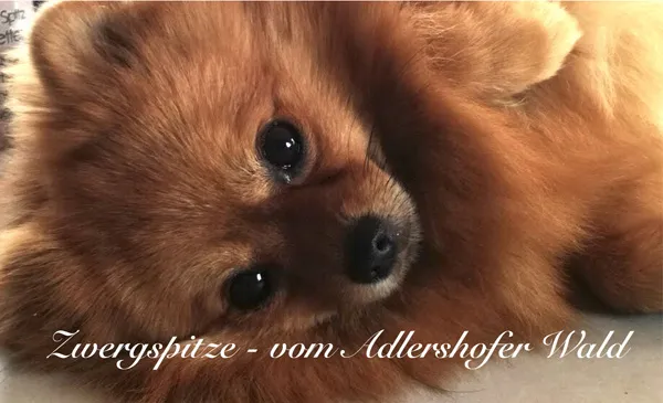 Almondi's Pomeranian Zucht in Berlin