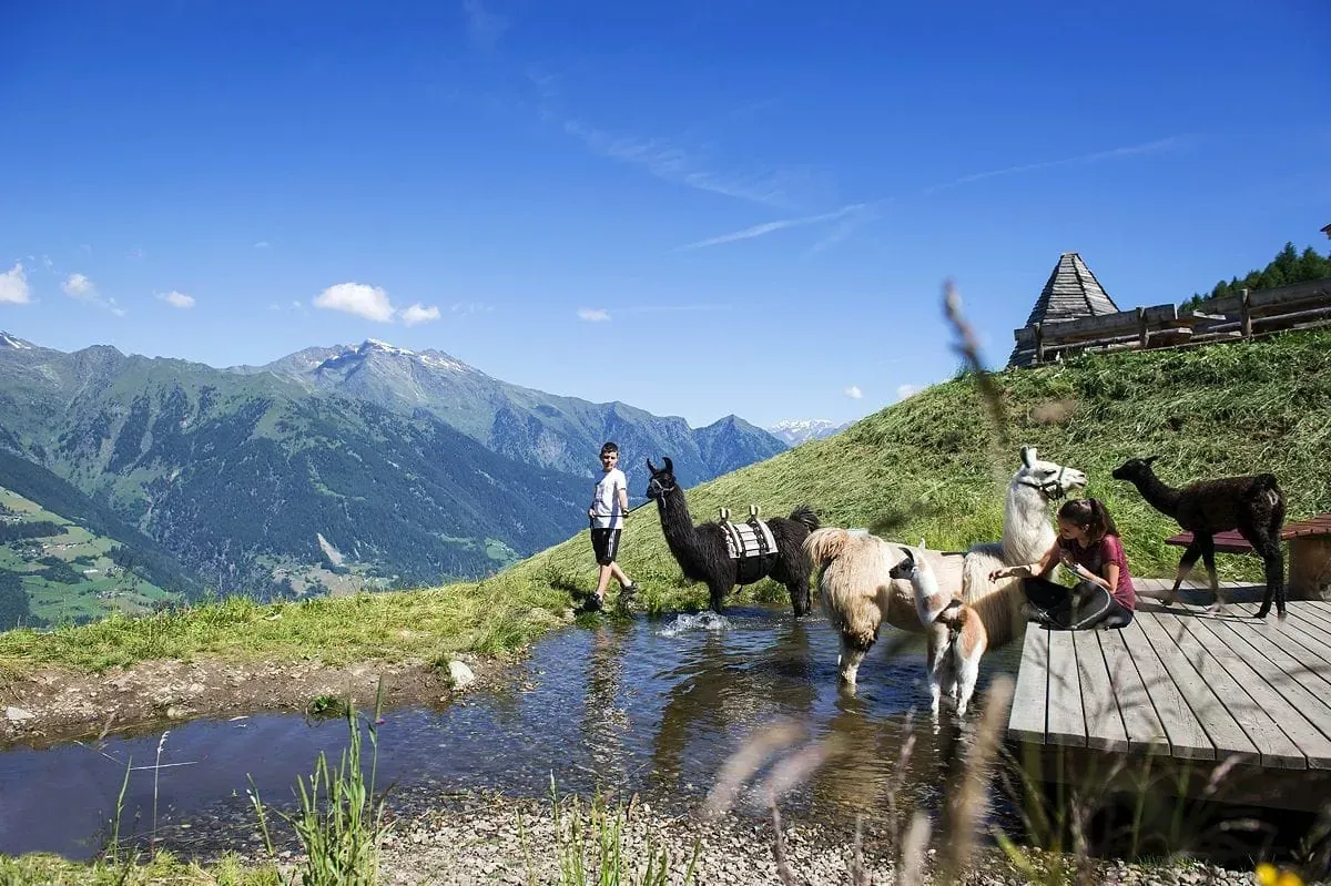 Alpakas auf der Taser Alm