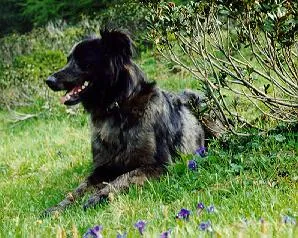 Altdeutscher Hütehund vom Farbschlag Tiger mit wachsamen Blick auf einer Wiese