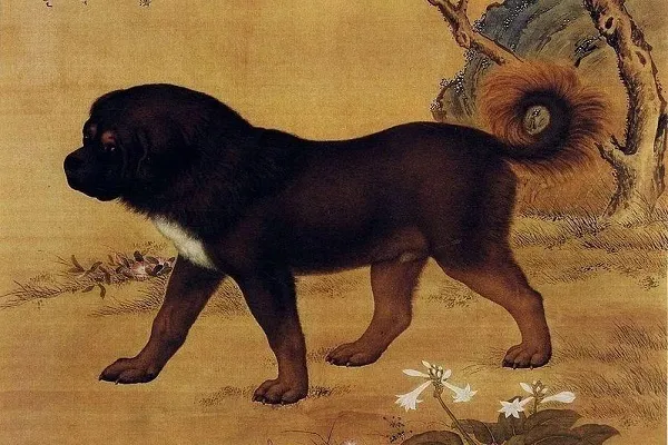 Alte Darstellung oder Abbildung eines Tibetischen Mastiffs, der seine historische Bedeutung unterstreicht
