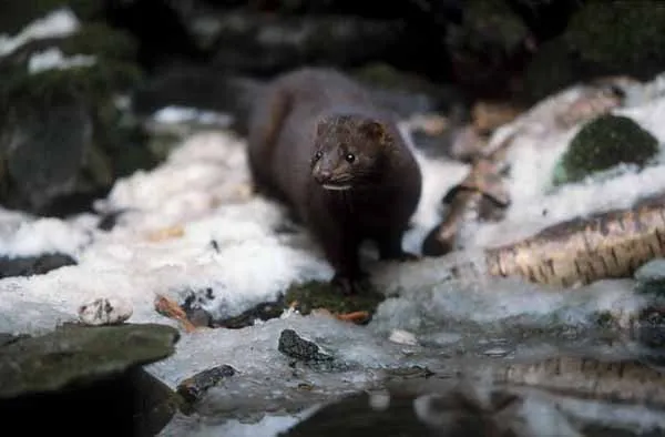 Amerikanischer Nerz (Mink) in seinem Lebensraum, zeigt die dunkle Färbung des Pelzes
