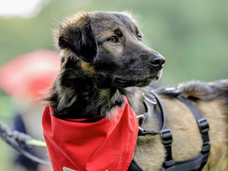 Amputierter Rüde Amal, ein sanfter Kämpfer, in Bochum