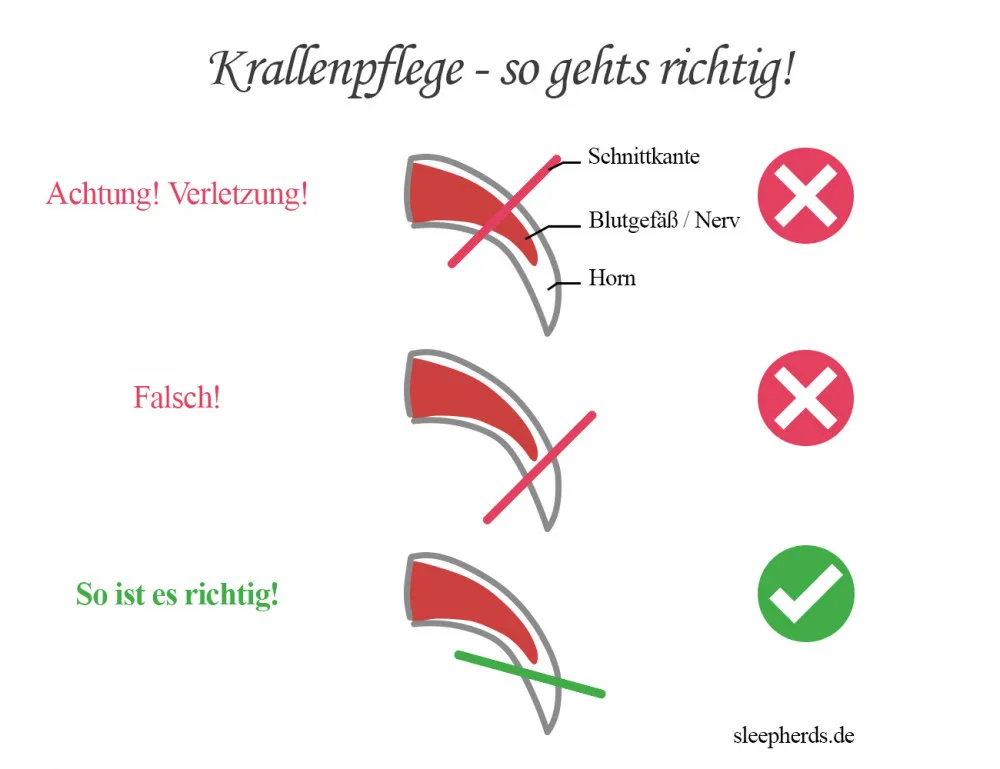 Anleitung zum Krallenschneiden und -schleifen beim Hund