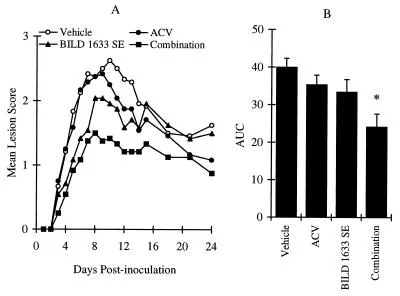 Antivirale Wirkung von oralem ACV und topischem BILD 1633 SE gegen HSV-1 PAAr5-Infektion. Die Tiere wurden kutan mit 107 PFU/Stelle inokuliert, wie in Materialen und Methoden beschrieben. ACV wurde im Trinkwasser mit einer Dosis von 1,5 mg/ml gegeben. BILD 1633 SE (0,8%) wurde viermal täglich topisch aufgetragen.