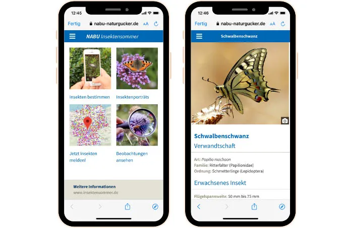 App „NABU-Insektensommer“