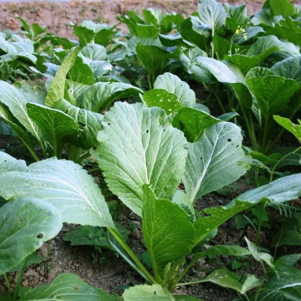 Asia Salat Green Boy - Frische, knackige Blätter für eine schnelle Ernte