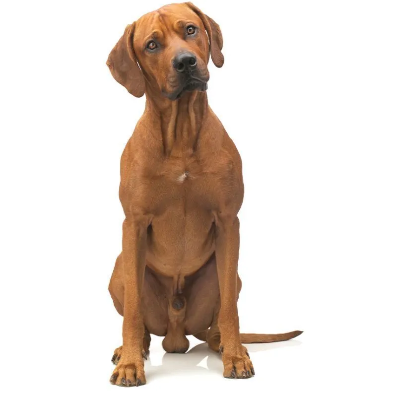 Aufmerksamer Hund, leicht geneigter Kopf, vor weißem Hintergrund – ein Symbol für die Suche nach optimalem premium hundefutter für sensible Vierbeiner