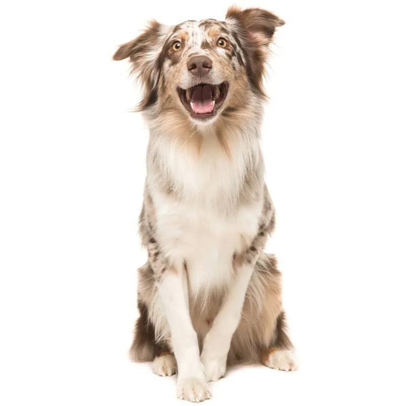 Aufmerksamer, mehrfarbiger Hund repräsentiert die Zielgruppe für Happy Dog Trockenfutter