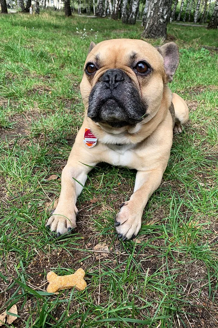 Ausgestochene Hundekekse in Knochenform auf einem Backblech vor dem Backen