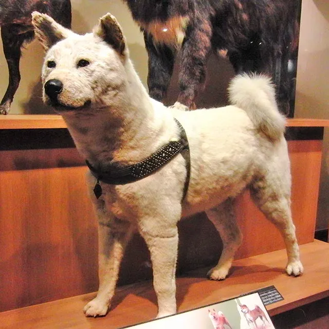 Ausgestopftes Exemplar des treuen Akita Inu Hachikō, Symbol für unerschütterliche Loyalität