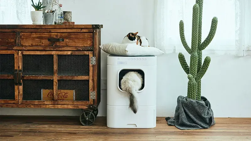 Automatische Katzentoilette im minimalistischen Design