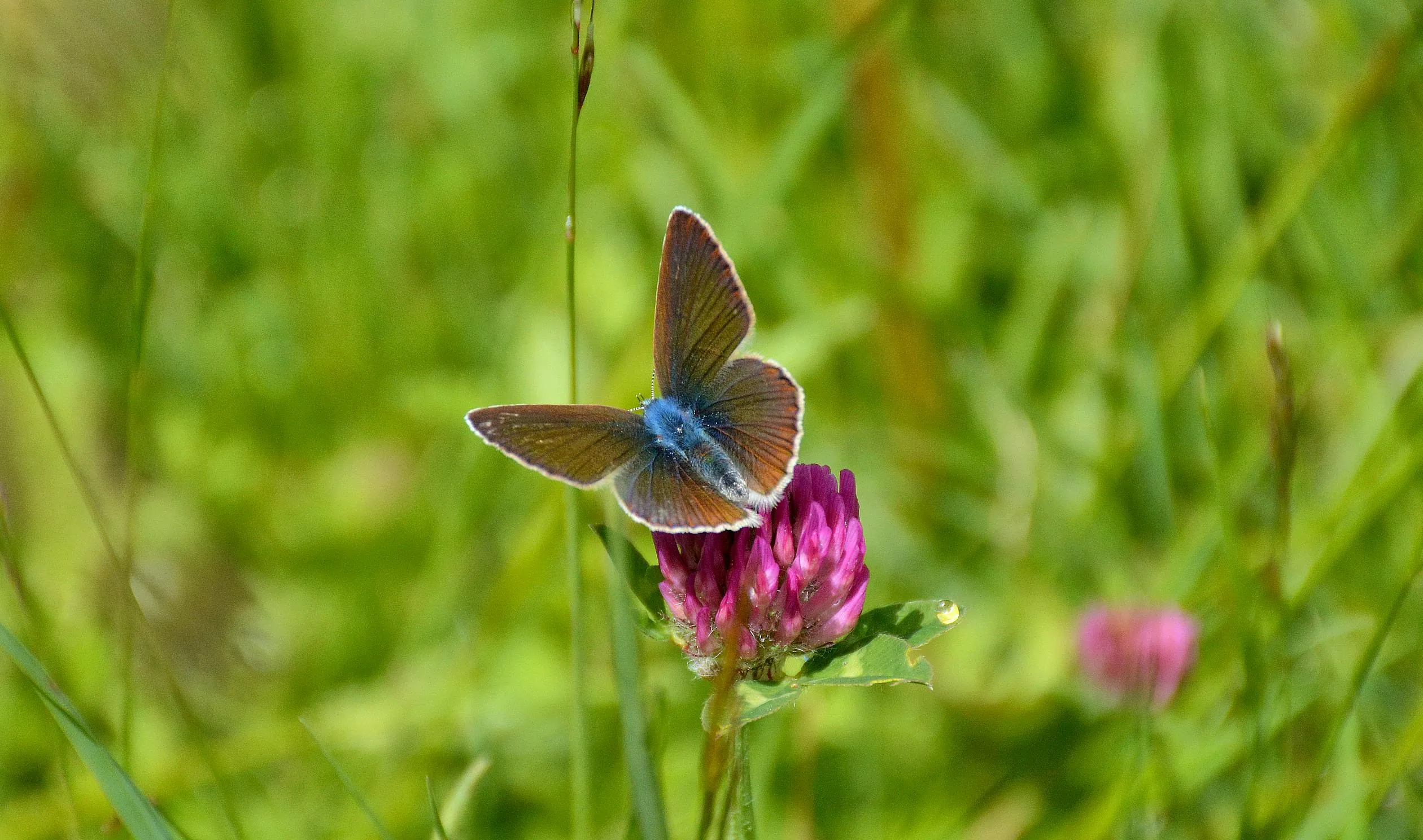Baby am Strand mit Eltern