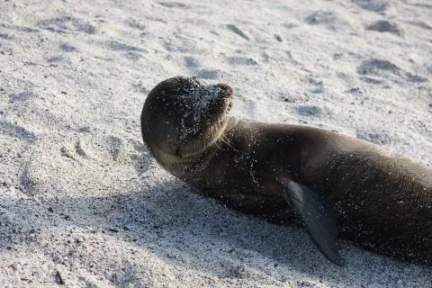 Baby Seelöwe auf Galapagos