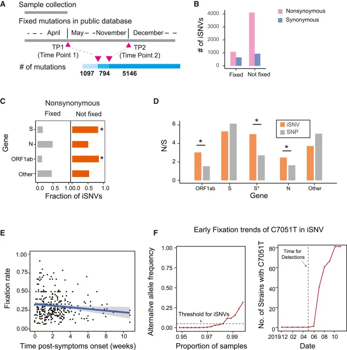 Biased Fixation von iSNVs in öffentlichen SNP-Datenbanken