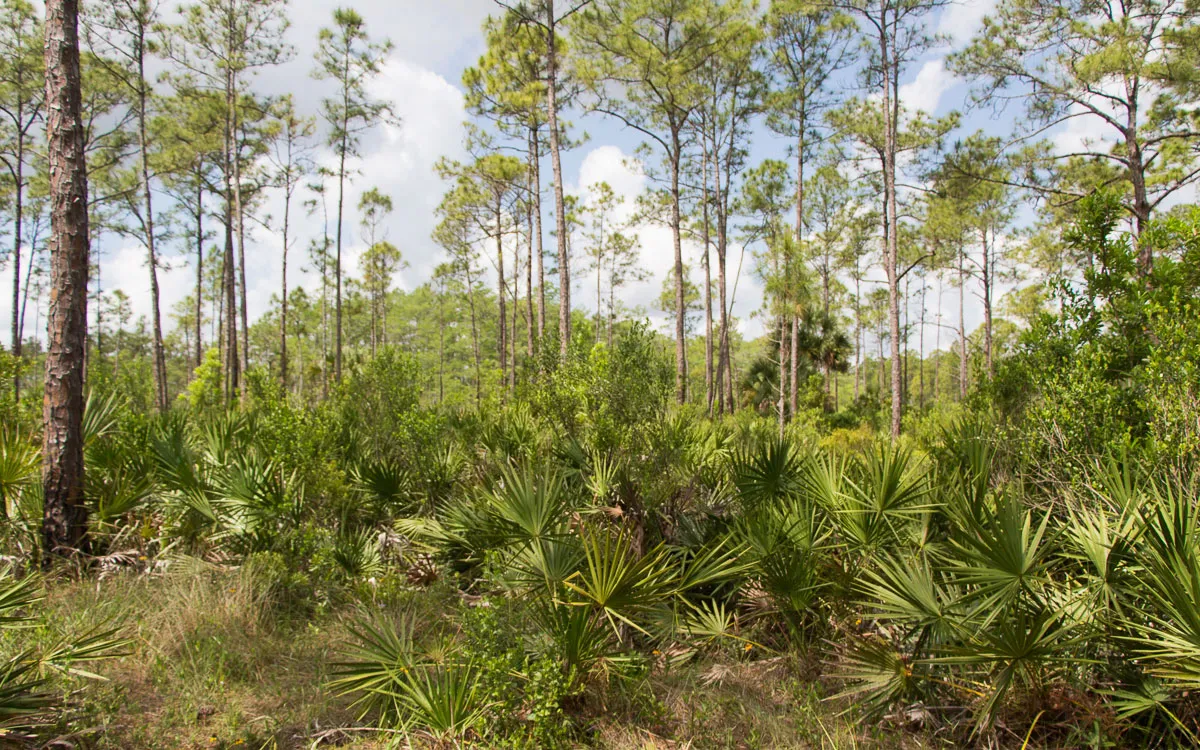big-cypress-nature-preserve-swampbuggy-4