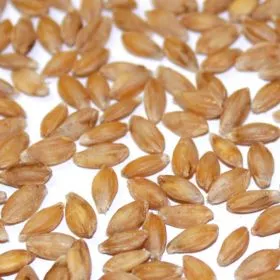 Bioland Einkornkörner, ideales Urgetreide für leichte Vollkornbrote