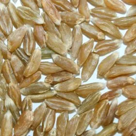 Bioland Grünkern, auf Buchenholz gedarrt, ideal für herzhafte Bratlinge und Grießklöschen