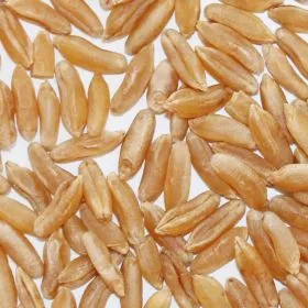 Bioland Khorasan-Weizenkörner, eine alte Weizensorte für besonderes Brot