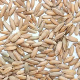 Bioland Lichtkornroggen für hellere und mildere Vollkornbrote