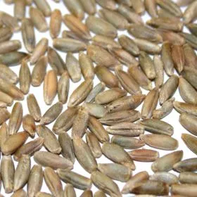 Bioland Roggenkörner, das klassische Brotgetreide für aromatische Sauerteigbrote