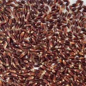 Bioland Rotdinkel Späths Albrubin, seltenes Urgetreide mit guten Backeigenschaften