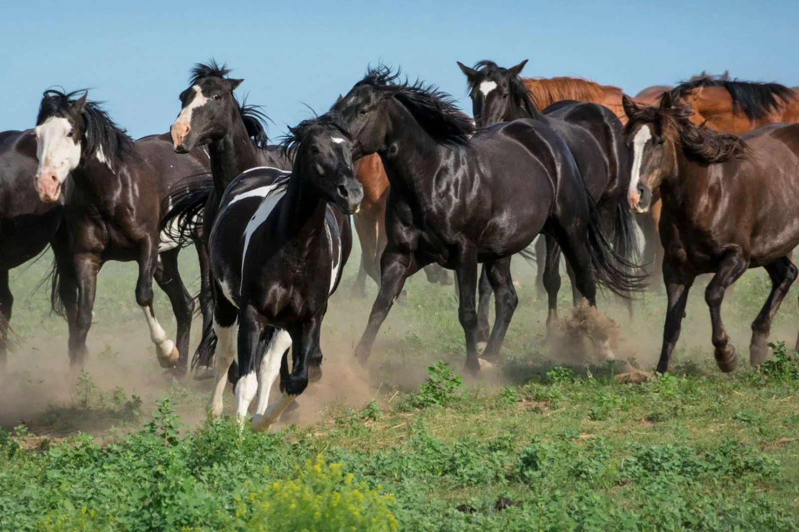 Black Hills Wild Horse Sanctuary