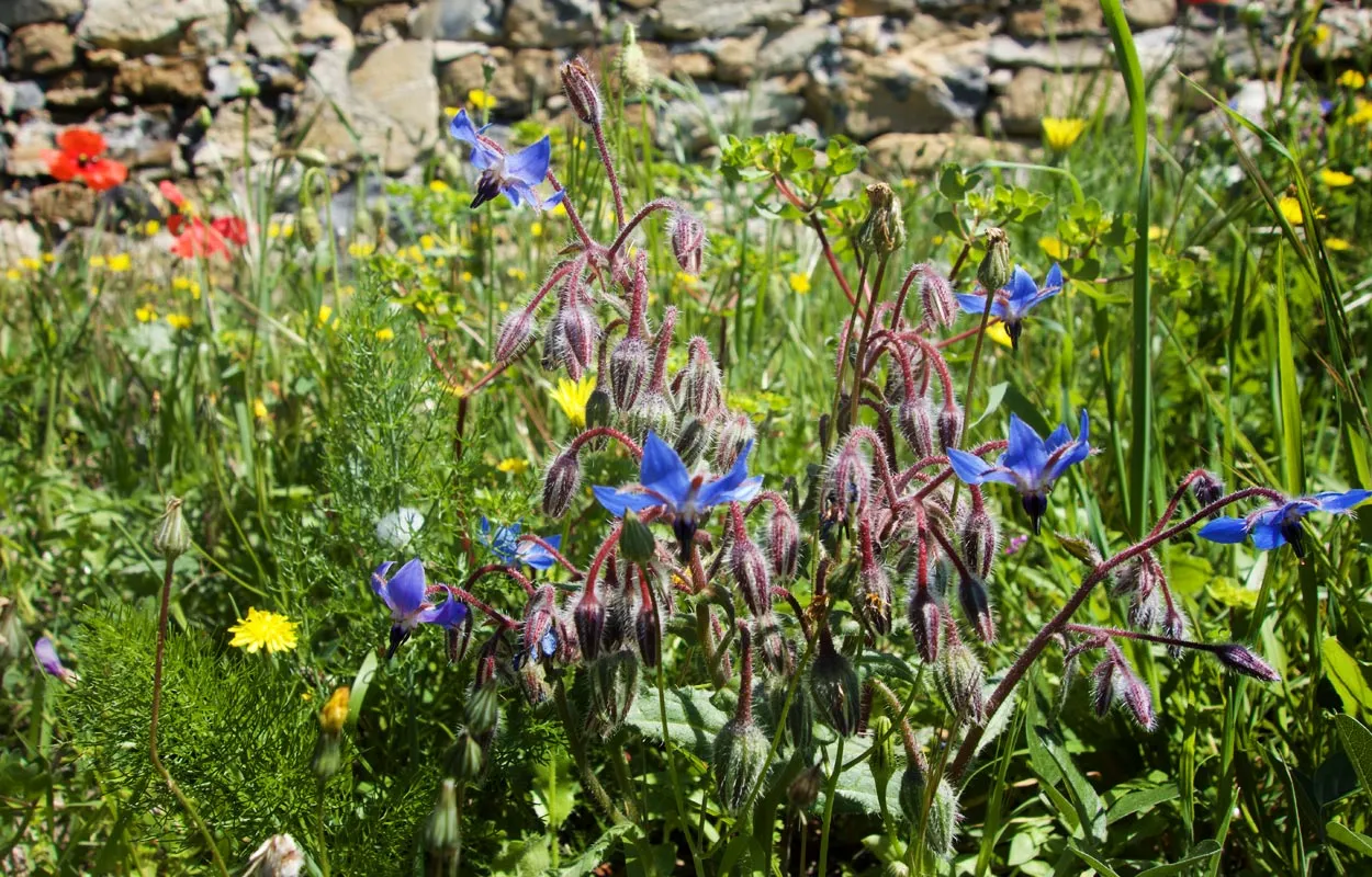 Blau blühender wilder Borretsch in seiner natürlichen Umgebung in Ligurien, ideal für frische Pesto-Rezepte.