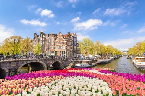 Blick auf Amsterdam mit Tulpenfelder am Rhein, typisch für eine Flusskreuzfahrt durch Holland.