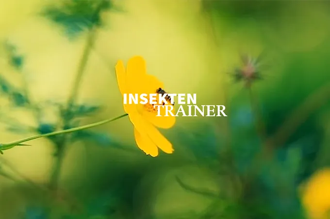 Blick in den NABU-Insektentrainer - Foto: Screenshot Insektentrainer