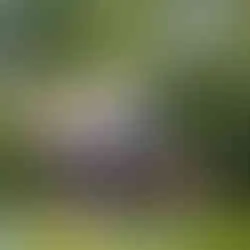 Blick vom Tretboot auf den See