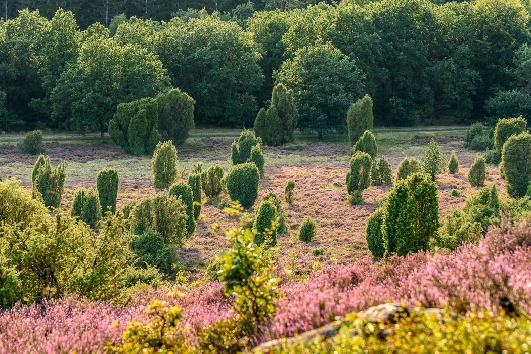 Blühende Heidelandschaft im Steingrund