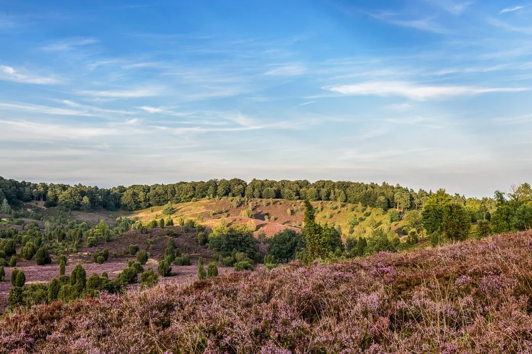 Blühende Heidelandschaft im Totengrund
