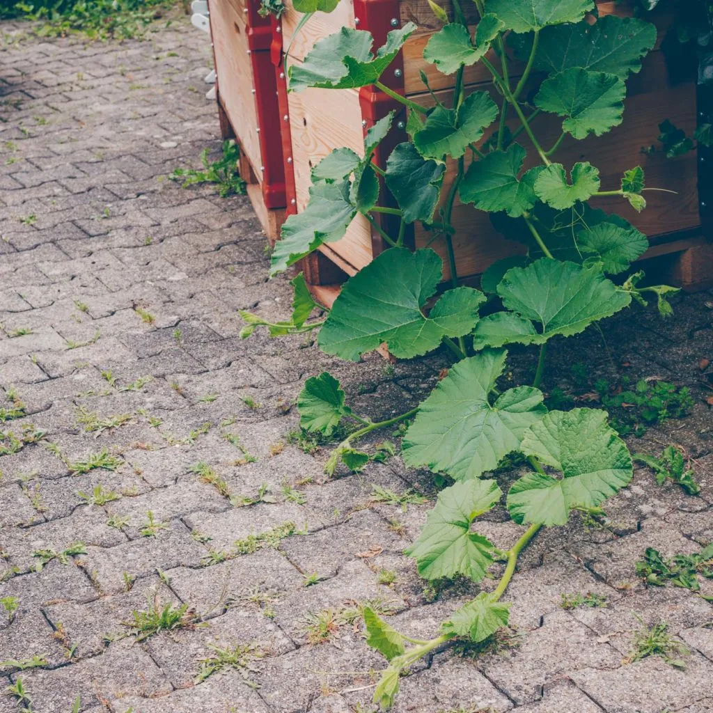 Blühende Kräuter und essbare Blumen im naturnahen Urban Garden
