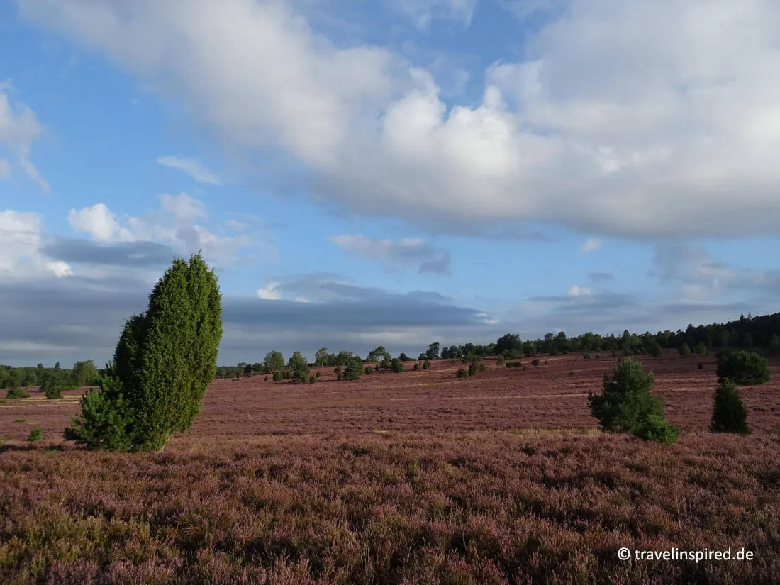 Blühende Lüneburger Heide, ein Postkartenmotiv für Norddeutschland Unternehmungen im Spätsommer