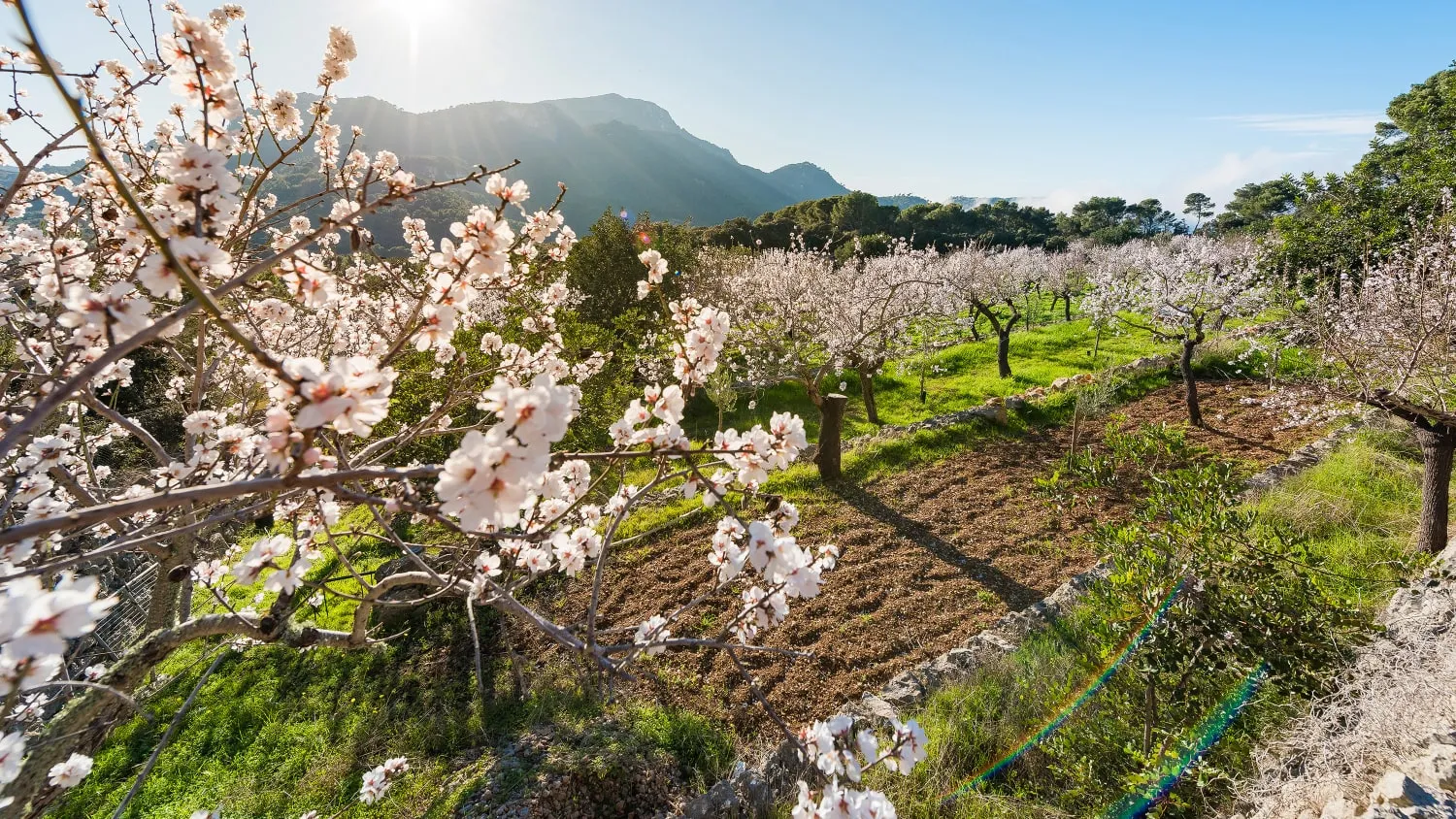 Blühende Mandelbäume in der Serra de Tramuntana auf Mallorca, ein rosafarbenes Blütenmeer im März, ideal für Wanderungen und Ruhe.