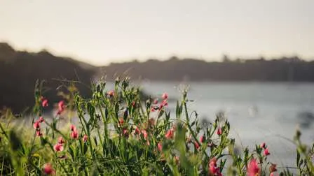 Blühende rote Bäume, möglicherweise Pohutukawa, mit Blick auf die Küste von Waiheke Island in Neuseeland und das Meer.