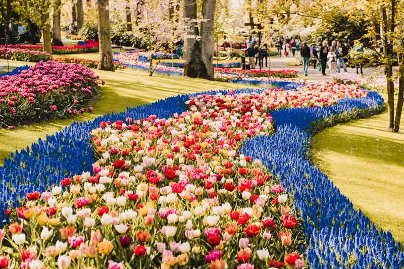 Blühende Tulpenfelder im Keukenhof, Niederlande, während des berühmten Tulpenfestivals im März